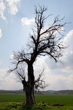 Dead tree Stock Photos
