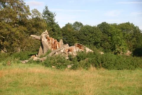 Dead tree Stock Photos