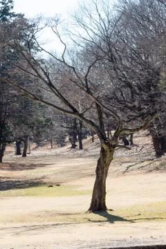 Dead tree Stock Photos