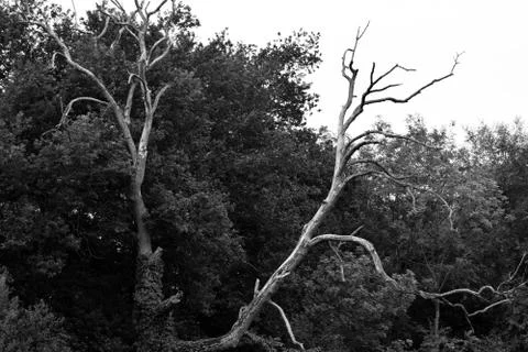 Dead tree Stock Photos