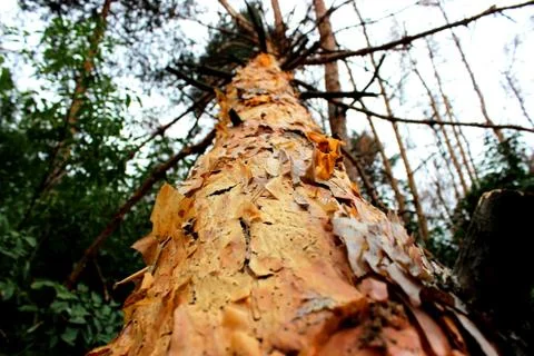Dead tree Stock Photos