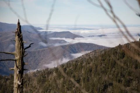 Dead tree Stock Photos