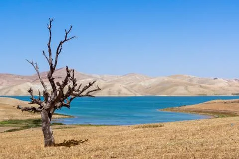 Dead tree Stock Photos