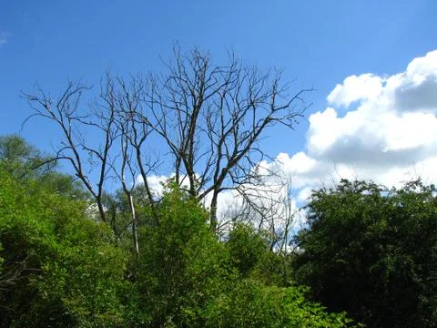 Dead Tree Stock Photos