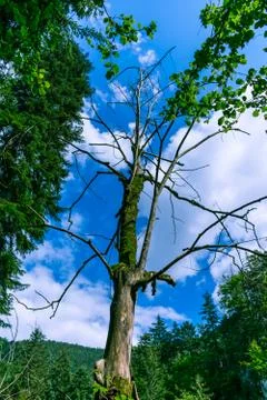 Dead tree Stock Photos