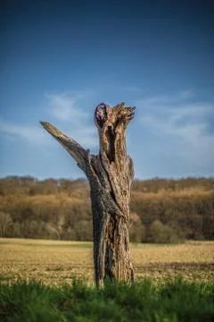 Dead tree Stock Photos