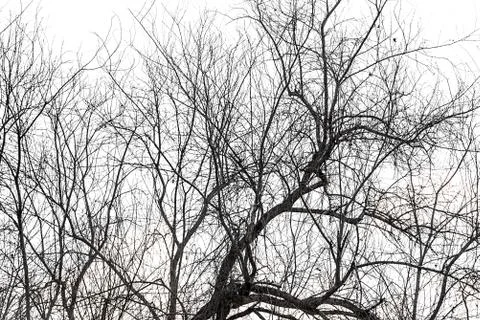 Dead tree Stock Photos