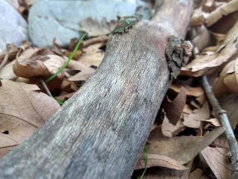 Dead tree Foto stock