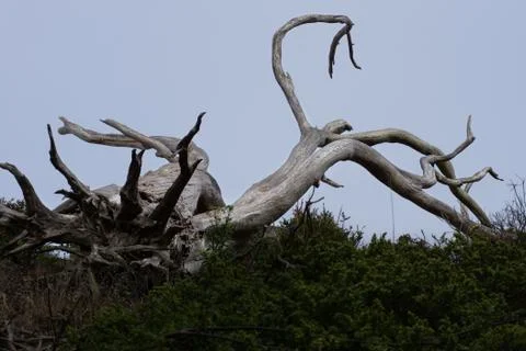 Dead tree Stock Photos