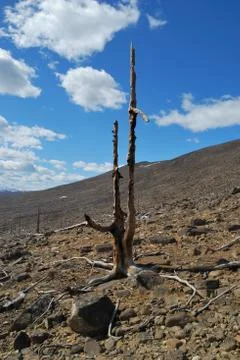 The dead tree Stock Photos