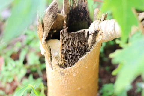 A dead tree Stock Photos