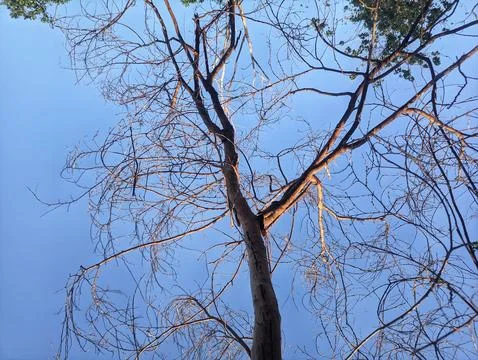 Dead tree Stock Photos