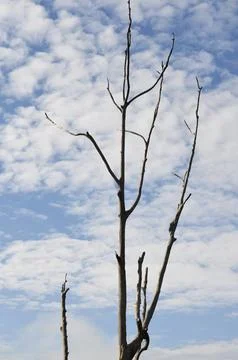 Dead Tree 写真素材