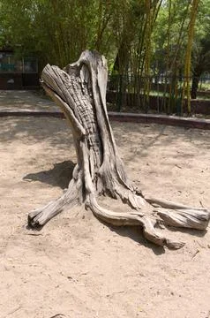 Dead Tree Stock Photos