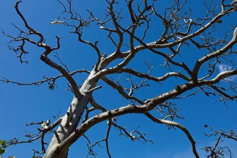 Dead tree. Stock Photos