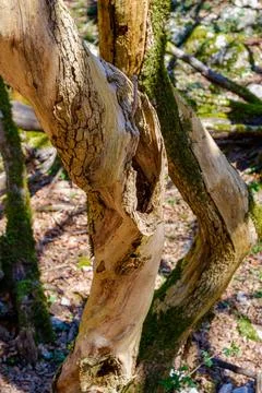 Dead tree 写真素材