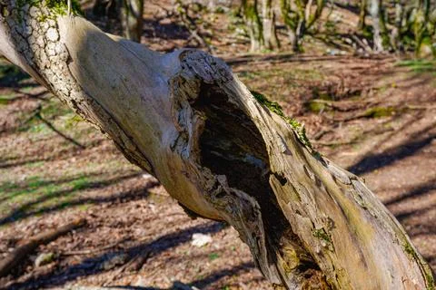 Dead tree 写真素材