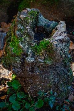 Dead tree 写真素材