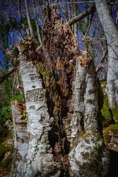Dead tree 写真素材