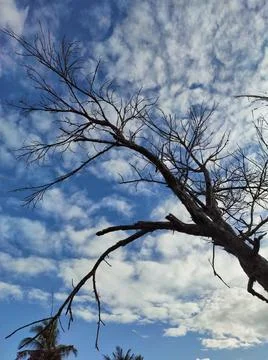 Dead tree Stock-Fotos