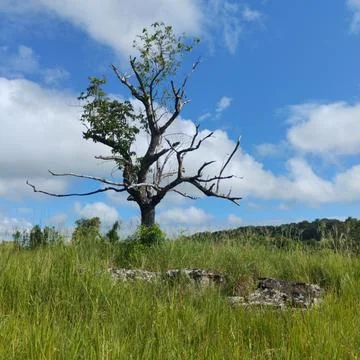 Dead tree Stock Photos