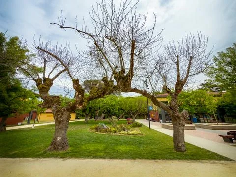 Dead tree Stock Photos