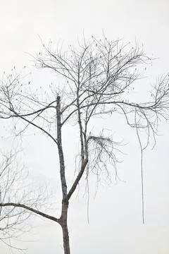 Dead tree Foto stock