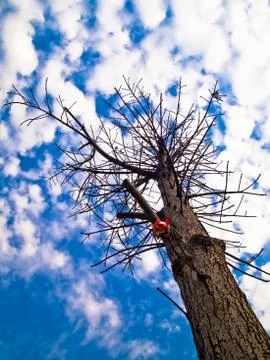 Dead tree with pink flower Stock Photos