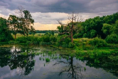 Dead Tree on Pond Shore with Reflection on Water. Stock Photos