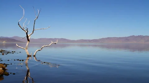 Dead Tree Pyramid Lake Nevada Stock Footage 61335375
