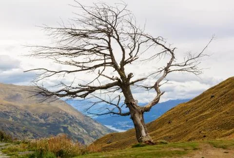 Dead tree - Queenstown Stock Photos