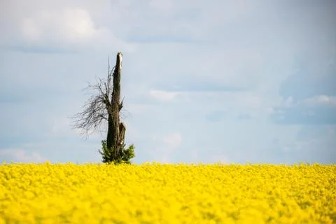 A dead tree in the rape field Stock Photos
