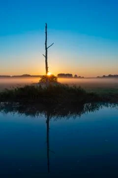 Dead Tree Reflected in River during Misty Sunrise Stock Photos