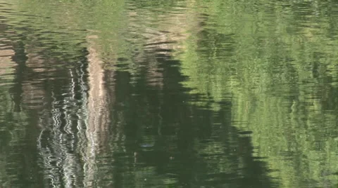 Dead tree reflection lake ripples Stock Footage 1847978