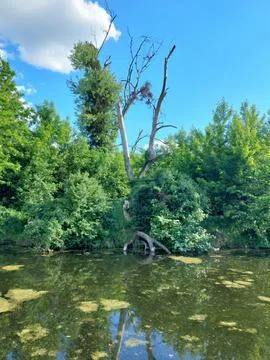 Dead tree with reflection in wild pond surrounded by lush green forest Stock Photos