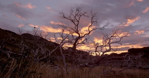 Dead tree resulting from wildfire in Torres Del Paine Stock Footage 90077530