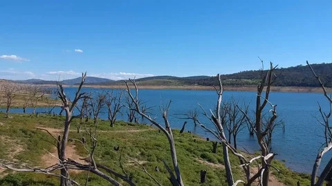 Dead Tree Reveal of Lake Eucumbene Stock Footage 100698196