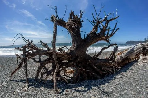 A dead tree on Rialto Beach Stock Photos