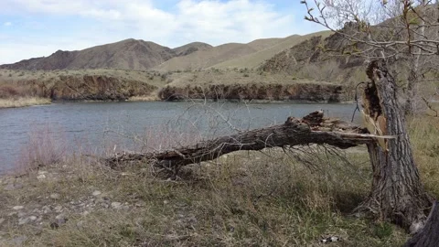 Dead tree on the river bank 4k Stock Footage 167569164