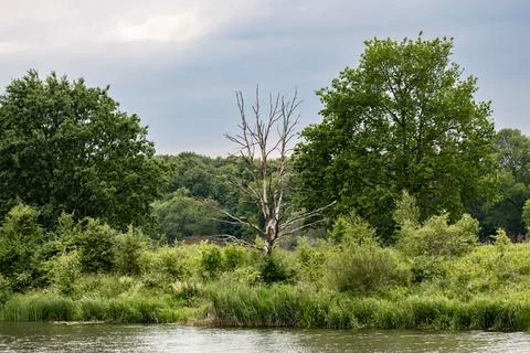 Dead tree on the river bank, withered tree Stock Photos