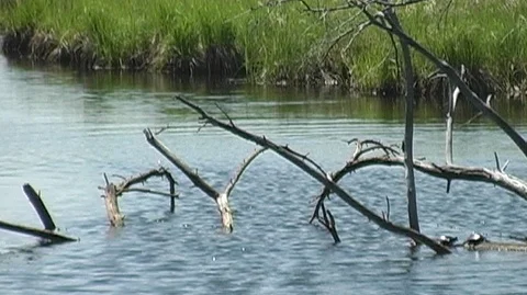 Dead Tree in River Stock Footage 105081380