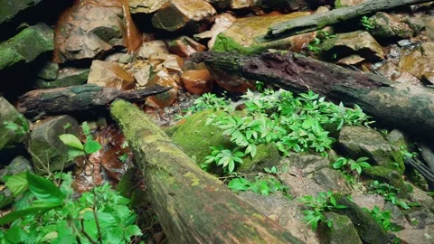 Dead tree at the river Video stock 142775581