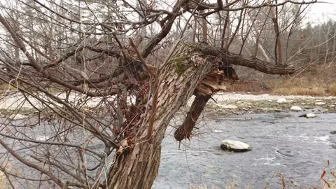 Dead tree by a river Stock Footage 144052979