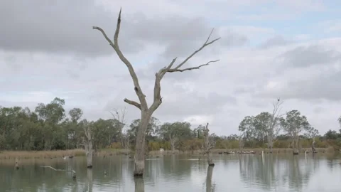 Dead tree in River Murray Stock Footage 231279775
