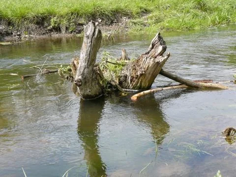 Dead tree in the river 스톡 사진