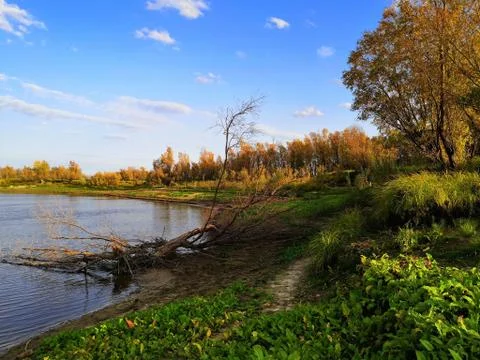 Dead tree by the river Stock Photos
