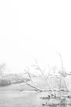 Dead tree in river Stock Photos