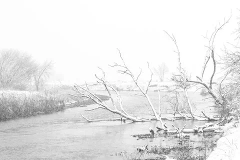 Dead tree in river Stock Photos