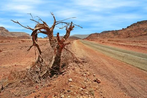 Dead tree on roadside in desert. Stock Photos