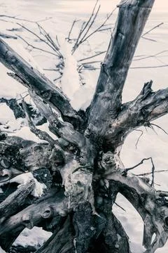 Dead tree with root ball drifted ashore and covered in sea ice. Stock Photos